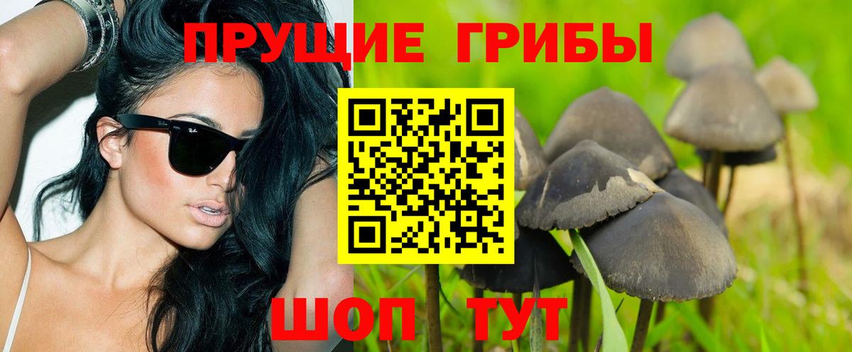 Псилоцибиновые грибы Psilocybe Амурск